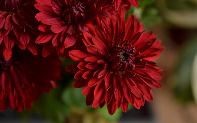 Red flowers vase blurry background free wallpaper for desktop - medium preview image