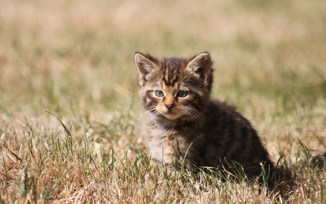 Small kitten grass field sad free wallpaper for desktop - medium preview image