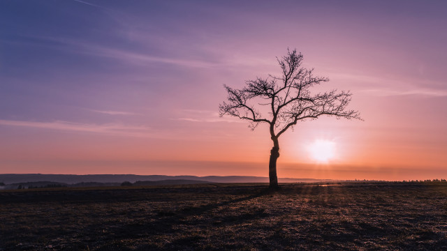 Lone tree sunset purple sky free wallpaper for desktop - medium preview image