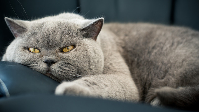 Gray cat yellow eyes couch #3 free wallpaper for desktop - medium preview image