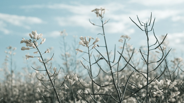 Black white flower field sky free wallpaper for desktop - medium preview image