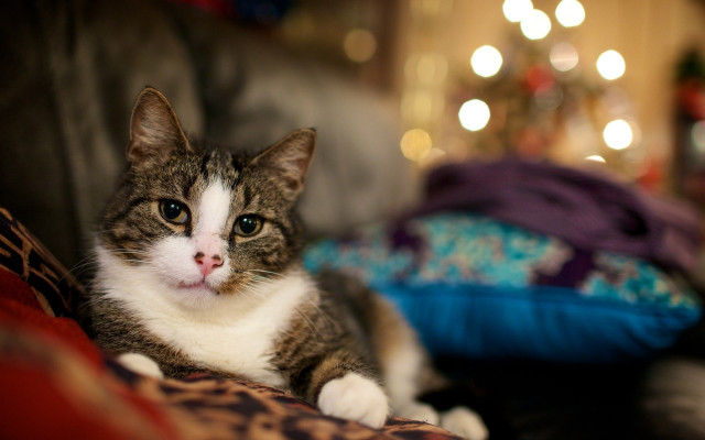 Cat christmas couch blurry bokeh free wallpaper for desktop - medium preview image