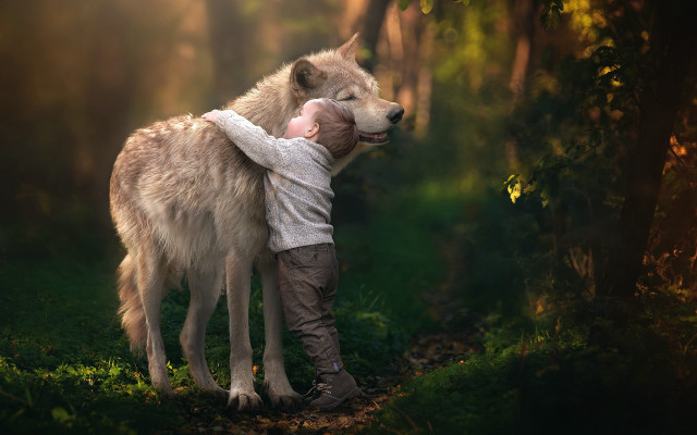 Boy hugging wolf forest sunlight free wallpaper for desktop - medium preview image