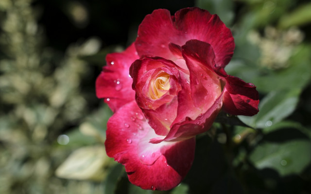 Red rose water droplets bokeh #4 free wallpaper for desktop - medium preview image