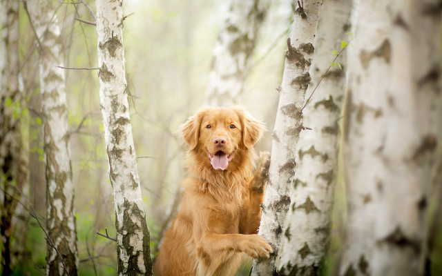 Happy dog in woods trees free wallpaper for desktop - medium preview image