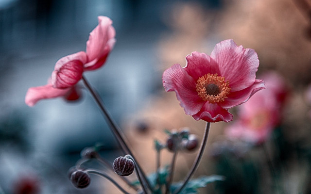 Pink flower macro bokeh blurry free wallpaper for desktop - medium preview image