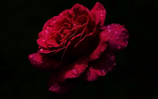 Red rose water droplets macro #13 free wallpaper for desktop - medium preview image