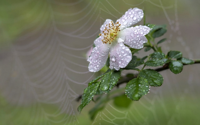 White flower water droplets spider free wallpaper for desktop - medium preview image