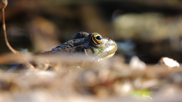 Frog grass macro shallow depth free wallpaper for desktop - medium preview image