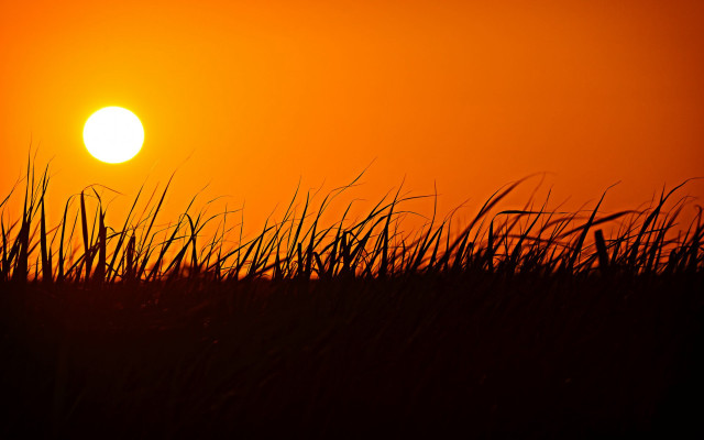 Sunset bird grass red sky free wallpaper for desktop - medium preview image