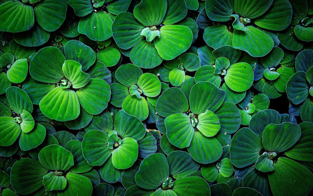 Green leaves macro ecological art free wallpaper for desktop - medium preview image