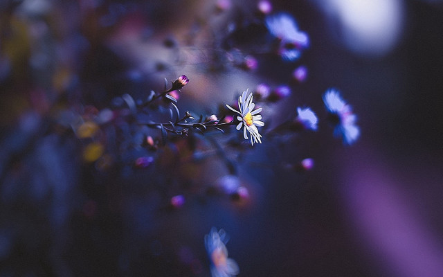 Flower bokeh macro shallowdepth night free wallpaper for desktop - medium preview image