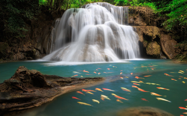 Waterfall fish trees nature landscape free wallpaper for desktop - medium preview image