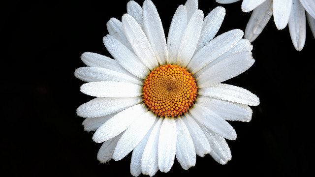 White flower yellow center black #4 free wallpaper for desktop - medium preview image