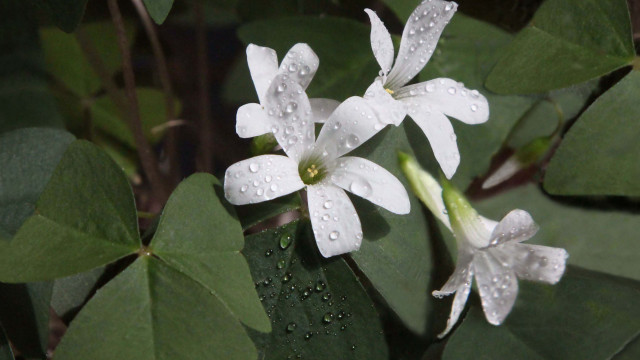 White flower water droplets butterfly free wallpaper for desktop - medium preview image