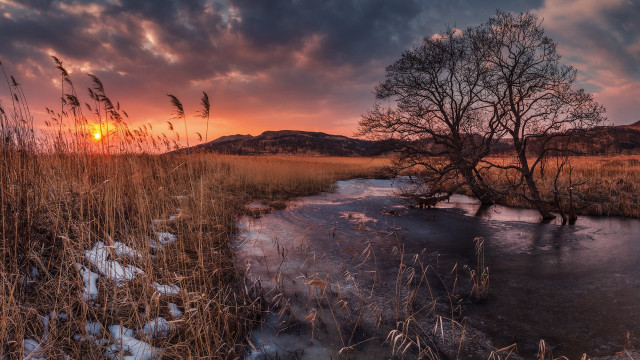Tree sunset stream snow field free wallpaper for desktop - medium preview image