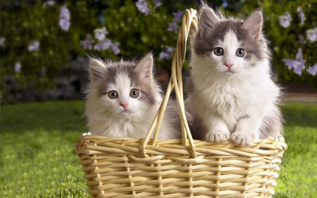 Kittens basket grass sun cute free wallpaper for desktop - medium preview image