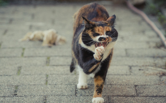 Cat walking brick path laying free wallpaper for desktop - medium preview image