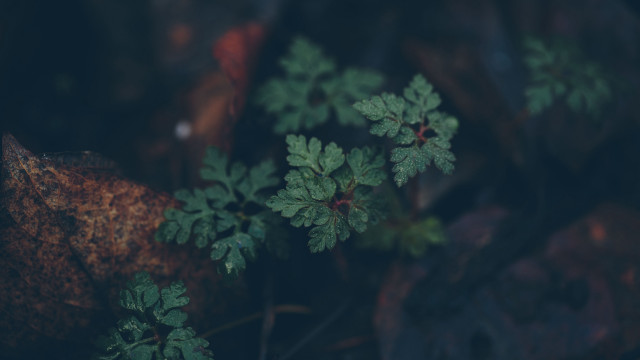 Plant green leaves woods rock free wallpaper for desktop - medium preview image