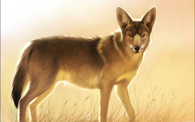 Wolf field yellow brown anato free wallpaper for desktop - medium preview image