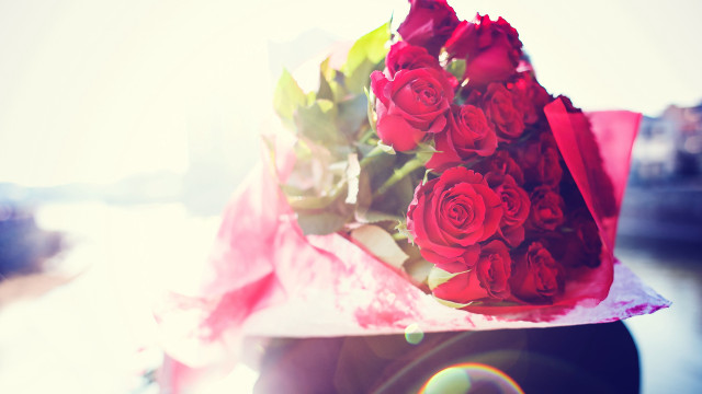 Red roses pink wrapper outdoor free wallpaper for desktop - medium preview image