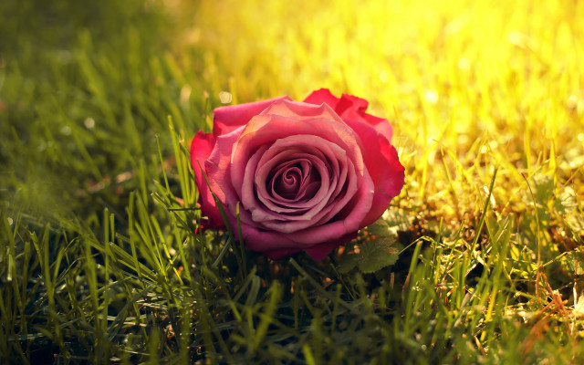 Pink rose grass sunset blurry free wallpaper for desktop - medium preview image
