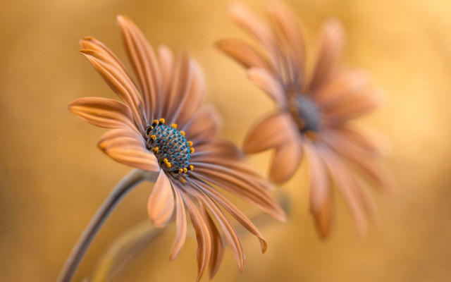 Daisy dandelion sunflower white flower free wallpaper for desktop - medium preview image