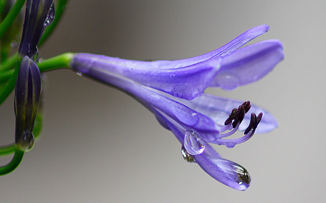 Purple flower water drops macro #4 free wallpaper for desktop - medium preview image
