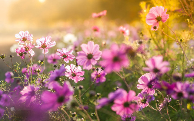Pink flower field sun blurry free wallpaper for desktop - medium preview image