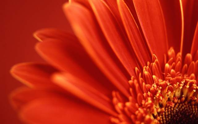 Bright orange flower red background #2 free wallpaper for desktop - medium preview image