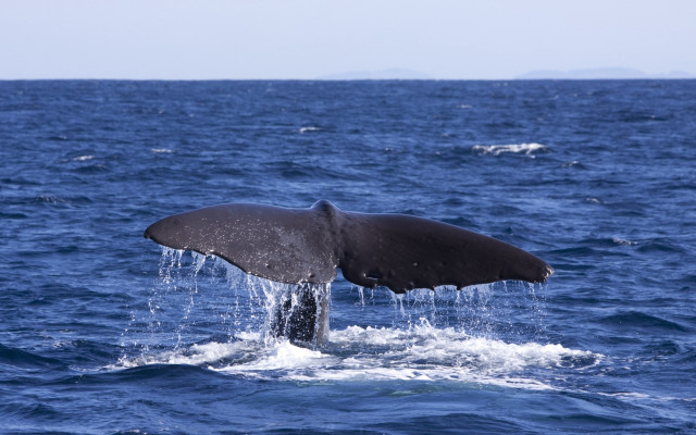 Whale diving ocean mouth tail free wallpaper for desktop - medium preview image