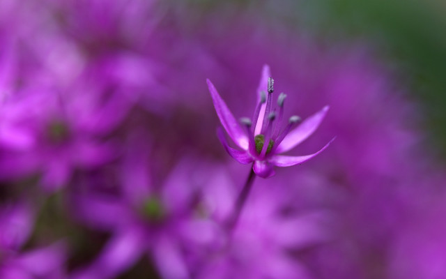 Purple flower bokeh macro nature free wallpaper for desktop - medium preview image