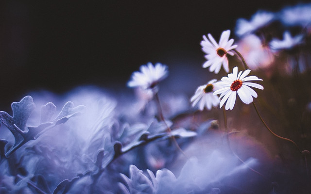 Close up flowers macro soft free wallpaper for desktop - medium preview image