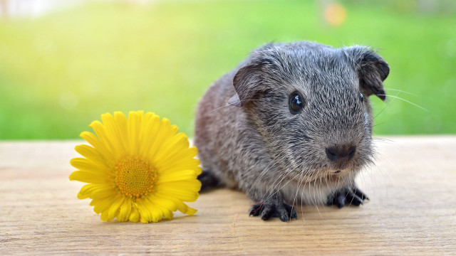 Small rodent yellow flower outdoors free wallpaper for desktop - medium preview image