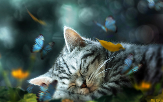 Sleeping cat flower butterflies fantasy free wallpaper for desktop - medium preview image