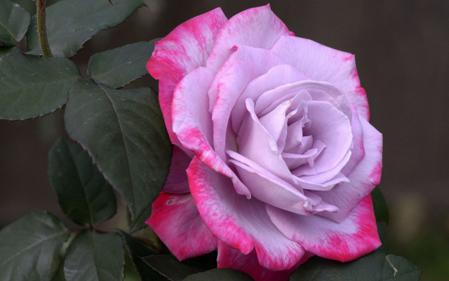 Pink rose green leaves macro #5 free wallpaper for desktop - medium preview image