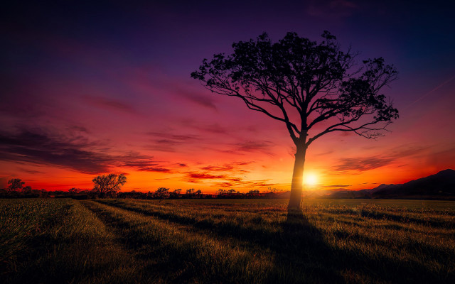 Tree sunset purple sky clouds free wallpaper for desktop - medium preview image