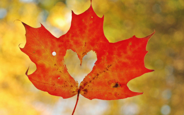 Red leaf heart hole autumn free wallpaper for desktop - medium preview image