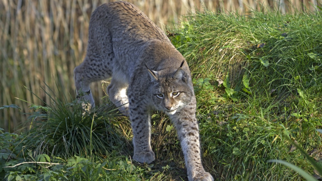 Cat grass fence bushes nature free wallpaper for desktop - medium preview image
