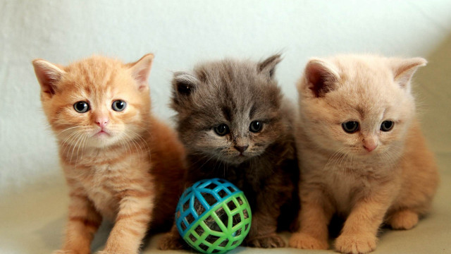 Three kittens ball white background free wallpaper for desktop - medium preview image