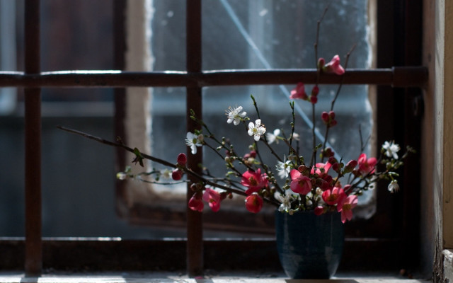 Vase flowers window sill blossoms free wallpaper for desktop - medium preview image