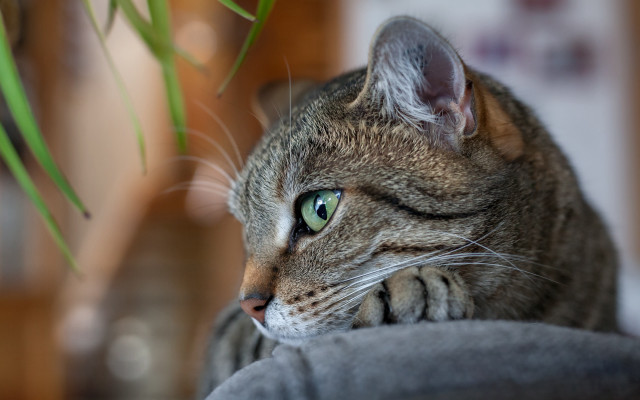 Cat couch plant blurry photorealistic free wallpaper for desktop - medium preview image