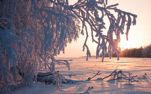 Snowy field tree sunset winter free wallpaper for desktop - medium preview image