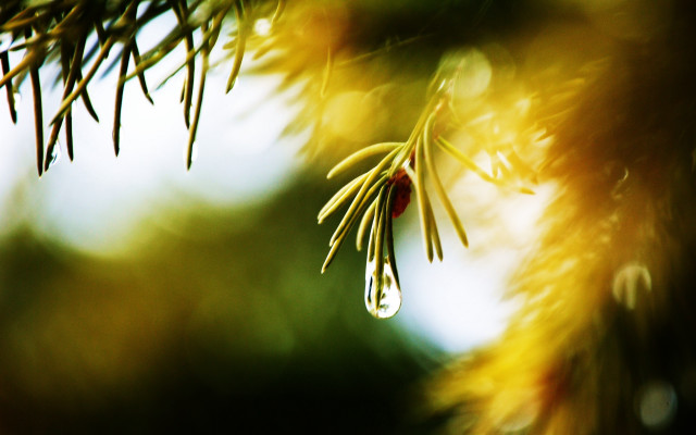 Pine branch water drop macro free wallpaper for desktop - medium preview image