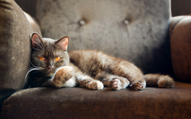 Glamor cat couch glowing eyes free wallpaper for desktop - medium preview image