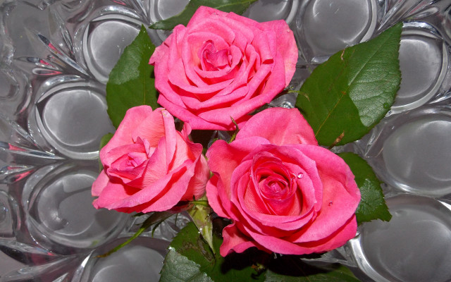 Pink roses vase silver cups free wallpaper for desktop - medium preview image
