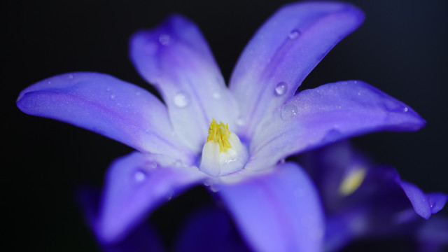 Purple flower water droplets macro #24 free wallpaper for desktop - medium preview image