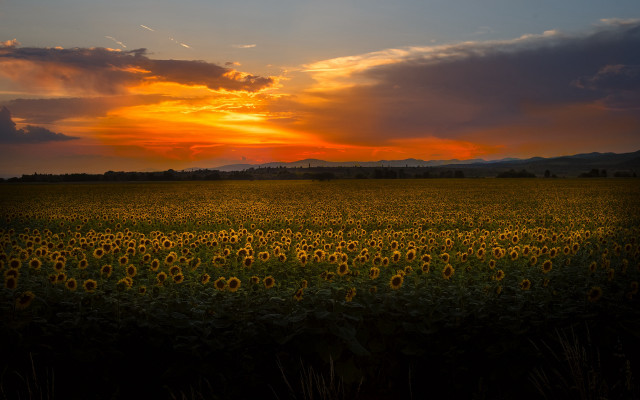 Sunflowers sunset clouds landscape cityscape free wallpaper for desktop - medium preview image