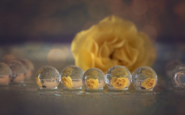 Yellow rose glass balls macro free wallpaper for desktop - medium preview image
