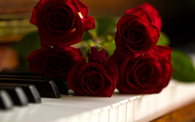 Red roses piano flower blurry free wallpaper for desktop - medium preview image